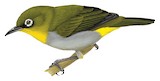 Swinhoe's White-eye Illustration