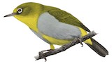 Everett's White-eye Illustration