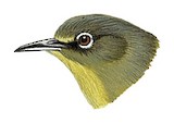 Abyssinian White-eye Illustration