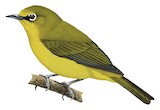 Northern Yellow White-eye Illustration