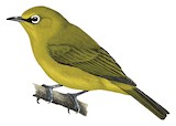 Forest White-eye Illustration