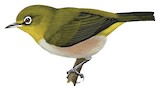 Orange River White-eye Illustration