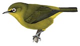 Cape White-eye Illustration