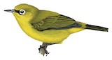 Kirk's White-eye Illustration