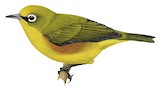 Mayotte White-eye Illustration