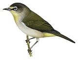 Principe White-eye Illustration