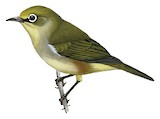 Sao Tome White-eye Illustration