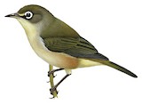 Annobon White-eye Illustration