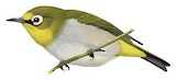 Heuglin's White-eye Illustration