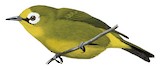 Kikuyu White-eye Illustration