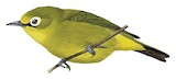 Mbulu White-eye Illustration