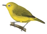 Javan White-eye Illustration