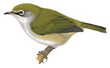 Christmas White-eye Illustration