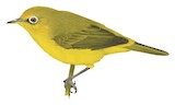 Wakatobi White-eye Illustration