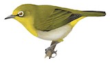 Ashy-bellied White-eye Illustration