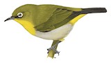 Pale-bellied White-eye Illustration