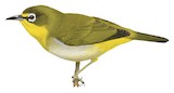 Pearl-bellied White-eye Illustration