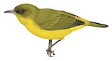 Golden-bellied White-eye Illustration