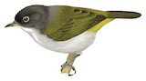 Cream-throated White-eye Illustration