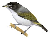 Morotai White-eye Illustration