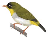 Sangihe White-eye Illustration