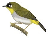 Black-crowned White-eye Illustration