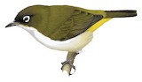 Tagula White-eye Illustration