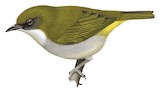 Biak White-eye Illustration