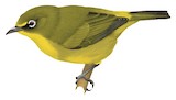 Buru White-eye Illustration