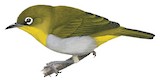 Ambon White-eye Illustration