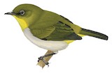 Papuan White-eye Illustration