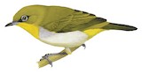 Yellow-throated White-eye Illustration