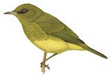 Malaita White-eye Illustration