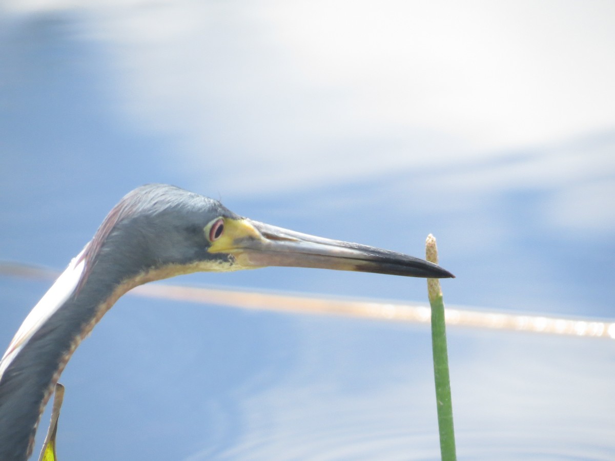 Tricolored Heron - Ethan Green