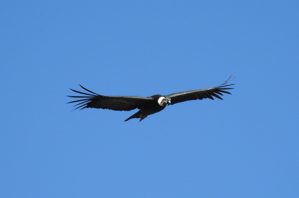 Andean Condor - Jon Iratzagorria Garay