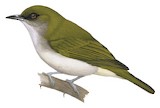 Grey-throated White-eye Illustration