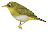 Vella Lavella White-eye Illustration