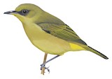 Santa Cruz White-eye Illustration