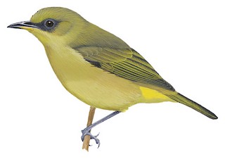 Santa Cruz White eye Zosterops sanctaecrucis Birds of the World