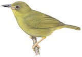 Vanikoro White-eye Illustration