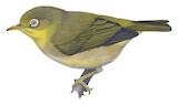 Samoan White-eye Illustration