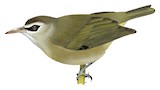 Bare-eyed White-eye Illustration