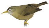 Sanford's White-eye Illustration