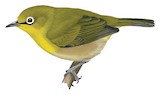 Fiji White-eye Illustration