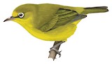 Vanuatu White-eye Illustration