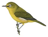 Small Lifou White-eye Illustration