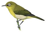 Green-backed White-eye Illustration