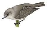 Grey-brown White-eye Illustration