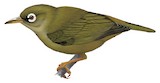 Olive-colored White-eye Illustration