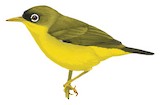 Gizo White-eye Illustration